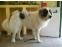 toilettage chien