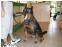 toilettage chien