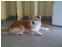 toilettage chien