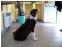 toilettage chien