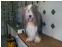 toilettage chien