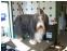 toilettage chien