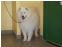 toilettage chien