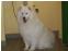 toilettage chien