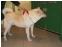 toilettage chien