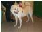 toilettage chien