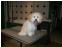 toilettage chien
