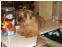 toilettage chien