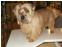 toilettage chien