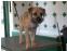 toilettage chien