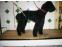toilettage chien