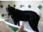 toilettage chien