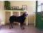 toilettage chien
