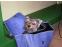 toilettage chien