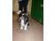 toilettage chien