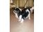 toilettage chien