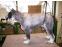 toilettage chien