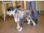 toilettage chien