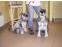 toilettage chien