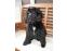 toilettage chien