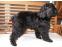 toilettage chien