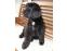 toilettage chien