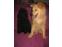 toilettage chien