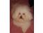 toilettage chien