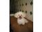toilettage chien