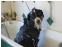 toilettage chien