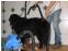 toilettage chien