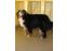 toilettage chien
