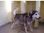 toilettage chien