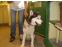 toilettage chien