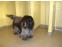 toilettage chien