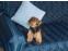 toilettage chien