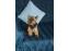 toilettage chien