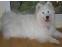 toilettage chien