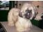 toilettage chien