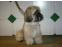 toilettage chien