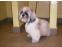 toilettage chien