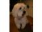 toilettage chien