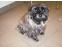 toilettage chien