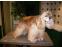 toilettage chien