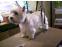 toilettage chien