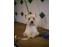 toilettage chien