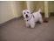 toilettage chien