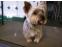 toilettage chien