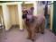 toilettage chien