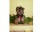 toilettage chien